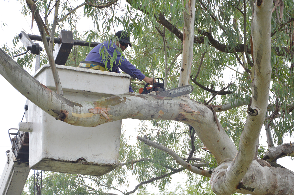 Conocé cómo es el trámite para solicitar la poda o extracción de un árbol -  Municipalidad de Salta