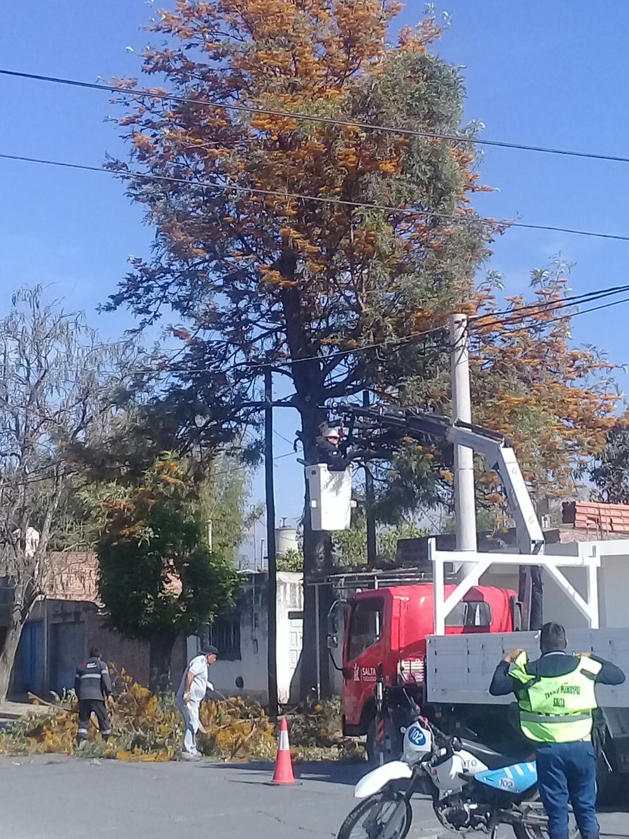 Operativo de extracción de árboles secos con riesgo de caída -  Municipalidad de Salta