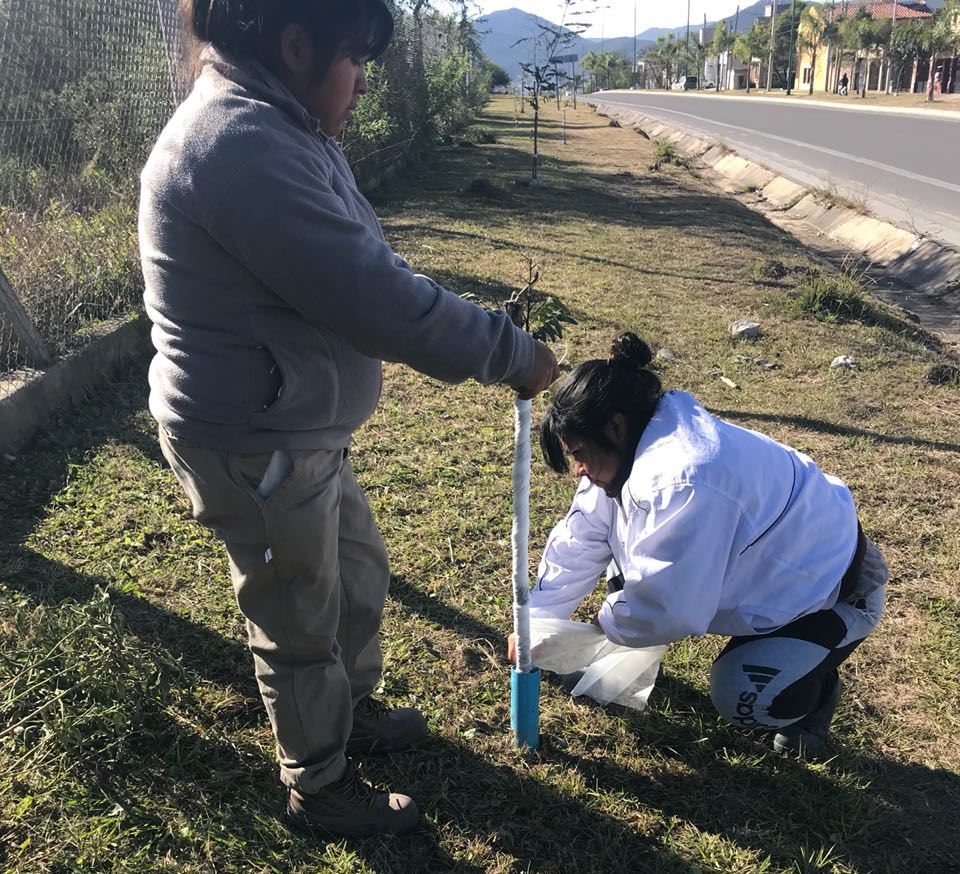 Avanza la colocación de mallas antiheladas en árboles recientemente  plantados - Municipalidad de Salta