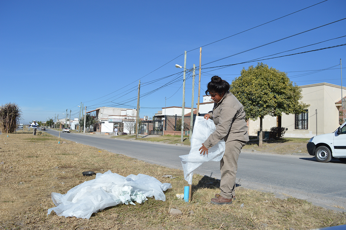 Comenzó la colocación de mallas antiheladas en árboles nuevos -  Municipalidad de Salta