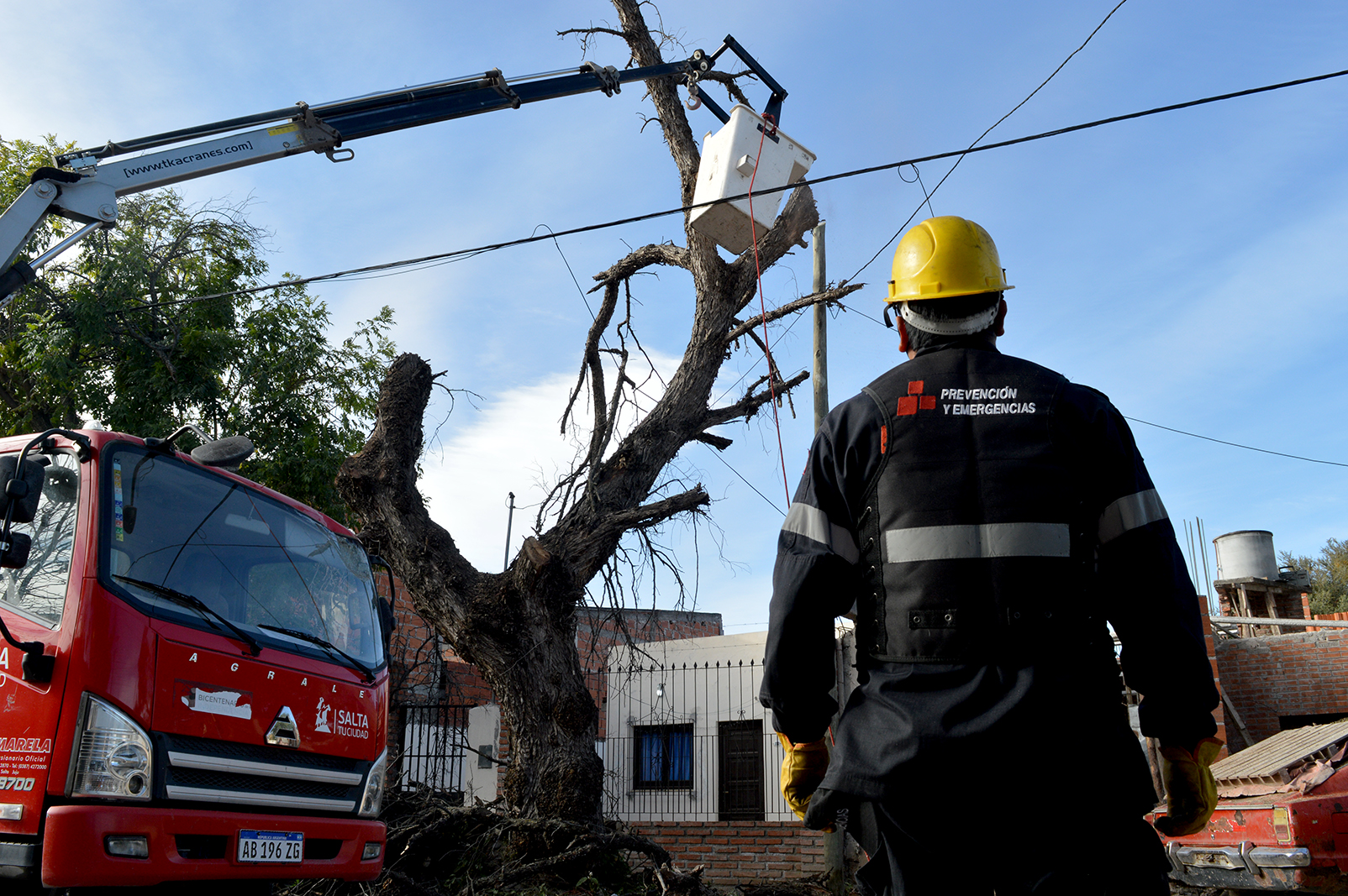 Retiraron un árbol de gran porte con riesgo de caída - Municipalidad de  Salta