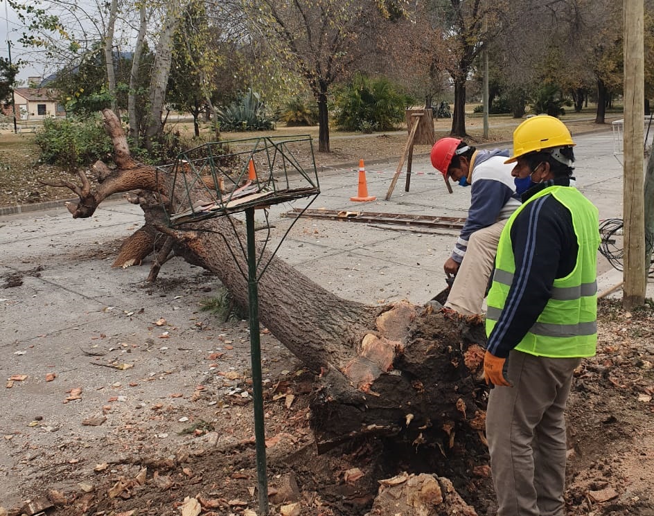 Comenzó la extracción de 50 árboles riesgosos de la vía pública –  Municipalidad de Salta