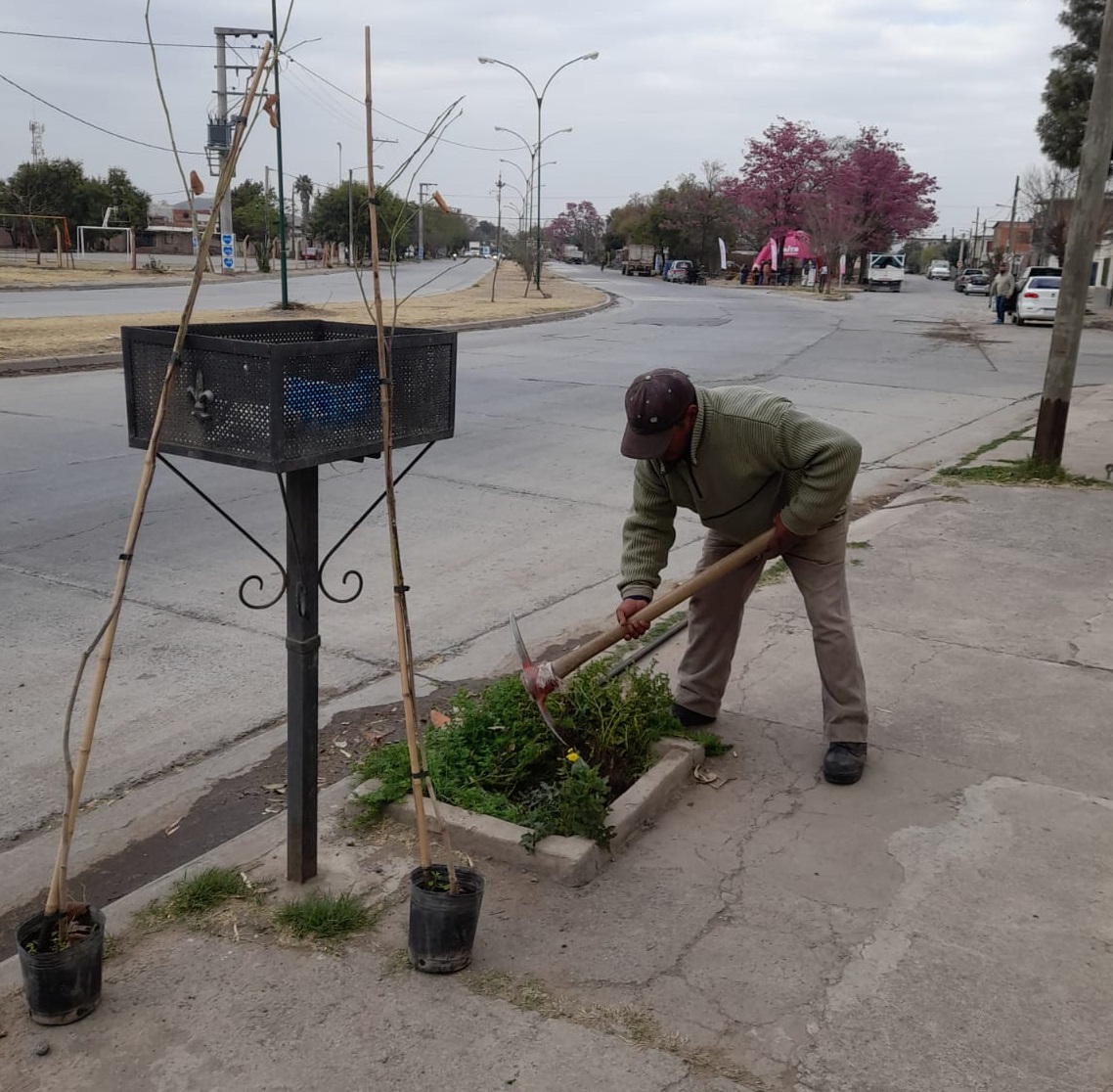 Recomendaciones para plantar árboles en la vía pública - Municipalidad de  Salta