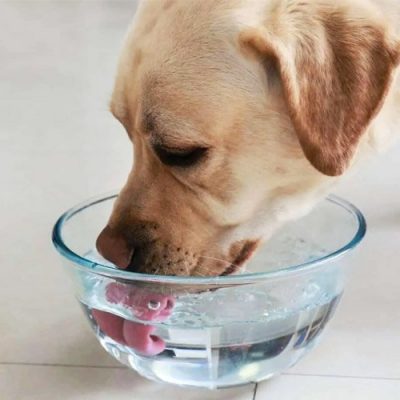 perro tomando agua