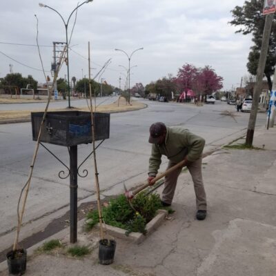 La Municipalidad recuerda qué especies de árboles plantar en vereda