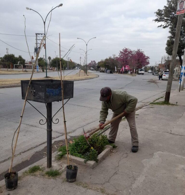 La Municipalidad recuerda qué especies de árboles plantar en vereda
